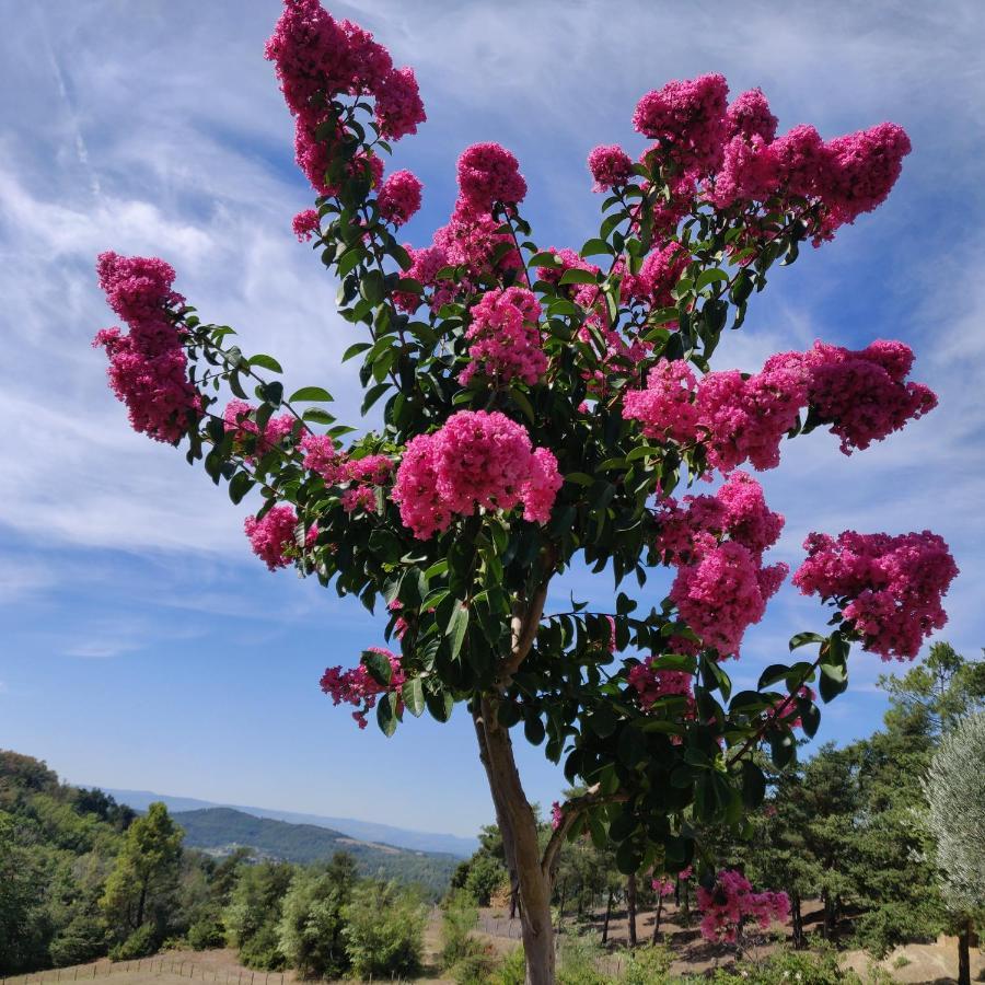 Chambre Double En Pleine Nature "La Clairiere De L'Ange" Peyrins Kültér fotó