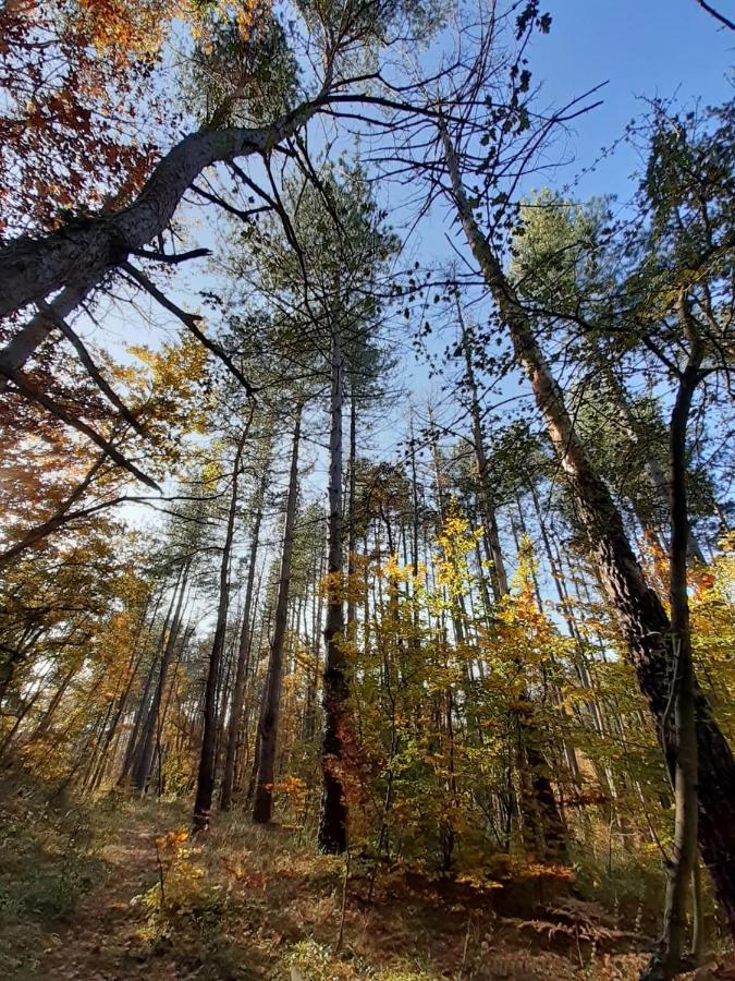 Chambre Double En Pleine Nature "La Clairiere De L'Ange" Peyrins Kültér fotó